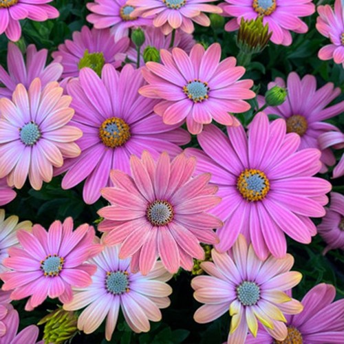 Osteospermum ecklonis 'Erato® Salmon' - Eckloni kuldkakar 'Erato® Salmon' P9/0,55L